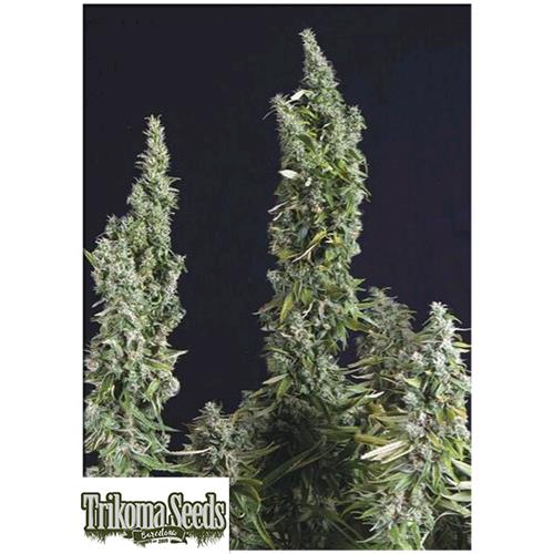 TRIKOMA SEEDS - NICOLE OG KUSH FEM - 5 SEEDS