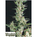 TRIKOMA SEEDS - OG CONFIDENTIAL FEM - 5 SEEDS