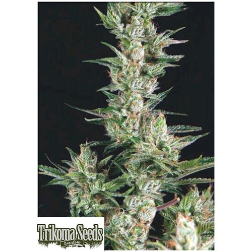 TRIKOMA SEEDS - OG CONFIDENTIAL FEM - 5 SEEDS