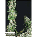 TRIKOMA SEEDS - OG DOUBLE KUSH FEM - 5 SEEDS