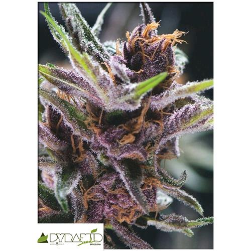 PYRAMID SEEDS - BLACK CHERRY PUNCH - 3+1 FREE
