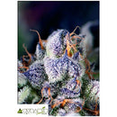 PYRAMID SEEDS - COOKIES USA - 3+1 FREE