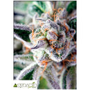 PYRAMID SEEDS -  DO-SI-DOS - 5+2 FREE