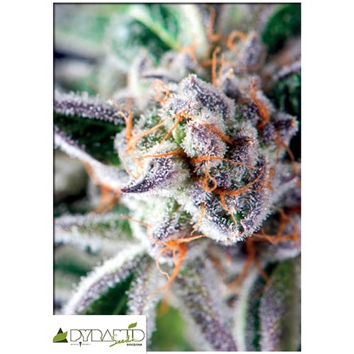 PYRAMID SEEDS -  DO-SI-DOS - 5+2 FREE