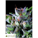 PYRAMID SEEDS - GORILLA - 5+2 FREE