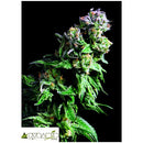 PYRAMID SEEDS - PURPLE URKLE - 3+1 FREE