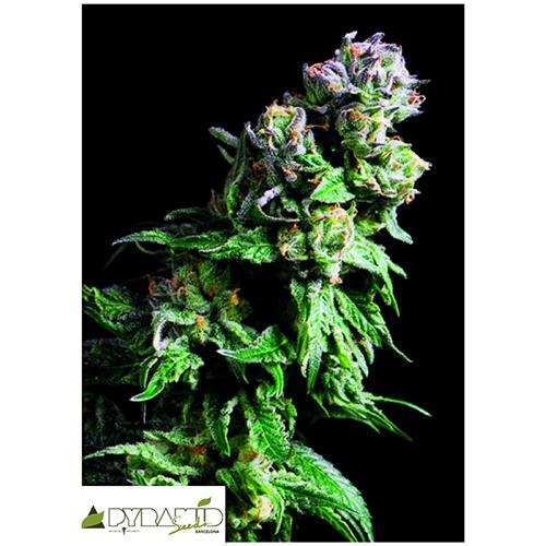 PYRAMID SEEDS - PURPLE URKLE -  5+2 FREE