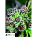 PYRAMID SEEDS - WATERMELON ZKITTLEZ - 3+1 FREE