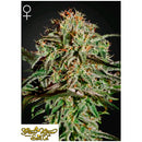 GREEN HOUSE A.M.S. 5 SEEDS