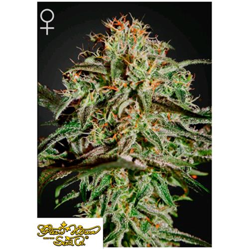 GREEN HOUSE - A.M.S. - FEM 10 SEEDS