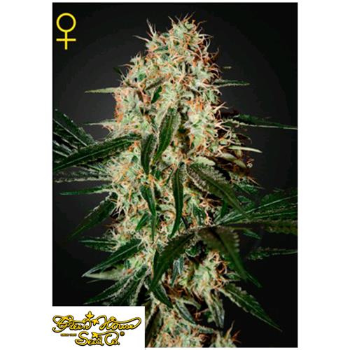 GREEN HOUSE - ARJAN'S HAZE#3 FEM - 3 SEEDS
