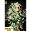 GREEN HOUSE - ARJAN'S STRAWBERRY HAZE FEM - 3 SEEDS
