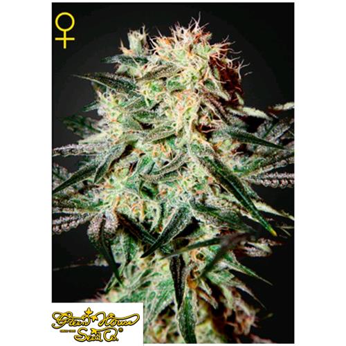 GREEN HOUSE - ARJAN'S STRAWBERRY HAZE FEM - 5 SEEDS