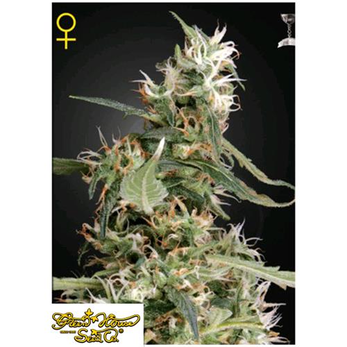 GREEN HOUSE - ARJAN'S ULTRA HAZE #1 FEM - 3 SEEDS