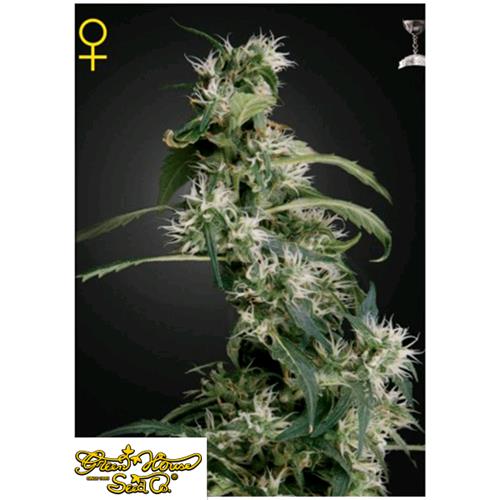 GREEN HOUSE - ARJAN'S ULTRA HAZE