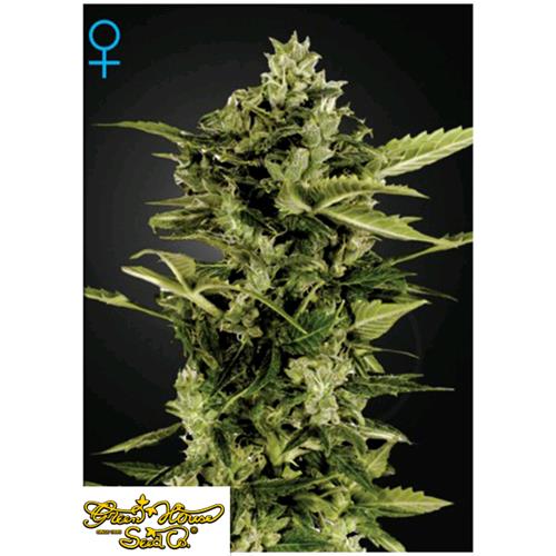 GREEN HOUSE - AUTO-BOMB AUTO - 3 SEEDS