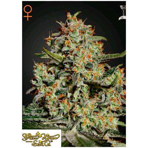 GREEN HOUSE - BIG BANG FEM - 5 SEEDS