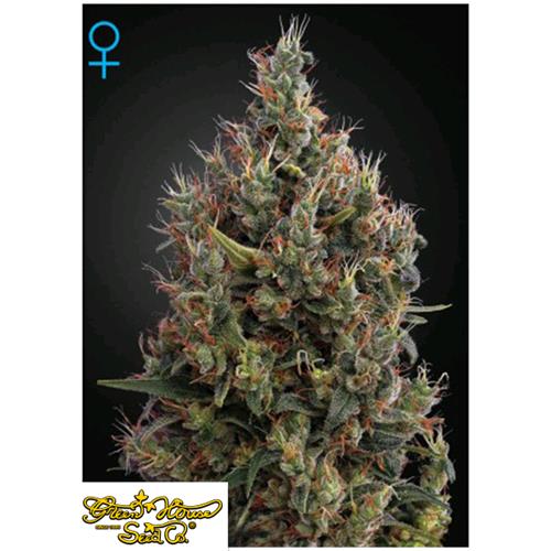 GREEN HOUSE - BIG BANG AUTO - 5 SEEDS