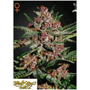 GREEN HOUSE - BUBBA KUSH FEM - 3 SEEDS