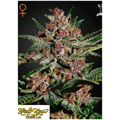 GREEN HOUSE - BUBBA KUSH FEM - 3 SEEDS