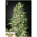 GREEN HOUSE - DIAMOND GIRL - 10 SEEDS