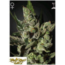 GREEN HOUSE - ESODUS CHEESE FEM - 3 SEEDS