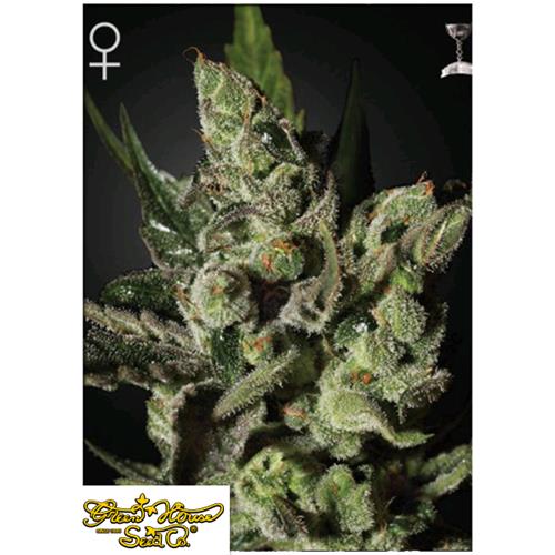 GREEN HOUSE - ESODUS CHEESE FEM - 3 SEEDS