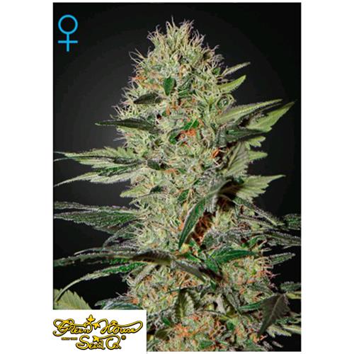 GREEN HOUSE - EXODUS CHEESE AUTO - 3 SEEDS