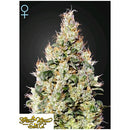 GREEN HOUSE - EXODUS CHEESE AUTOFLOWERING CBD - 5 SEEDS