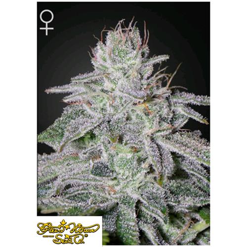 GREEN HOUSE - FRANCO'S LEMON CHEESE FEM - 3 SEEDS