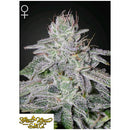 GREEN HOUSE - FRANCO'S LEMON CHEESE FEM - 5 SEEDS