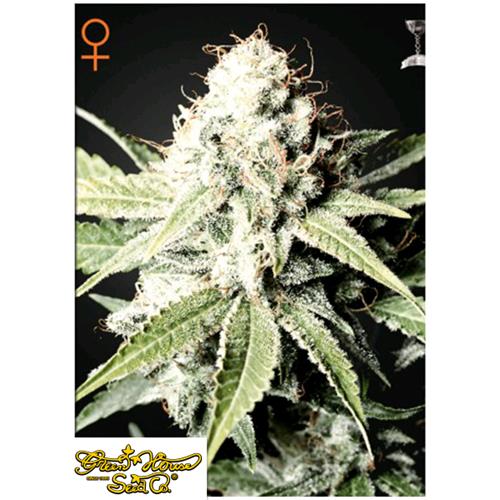 GREEN HOUSE - GREAT WHITE SHARK FEM - 5 SEEDS