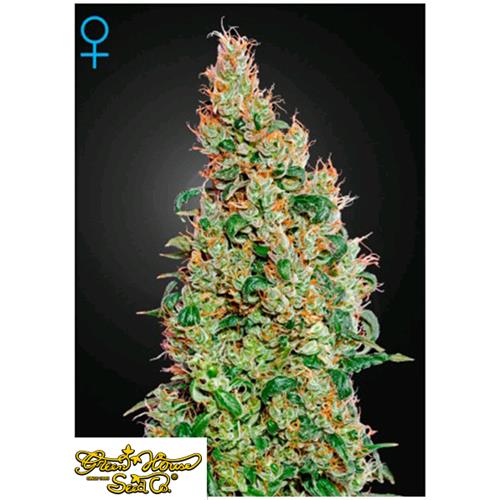 GREEN HOUSE GREEN-O-MATIC 5 SEEDS