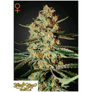 GREEN HOUSE HIMALAYAN GOLD 5 SEEDS