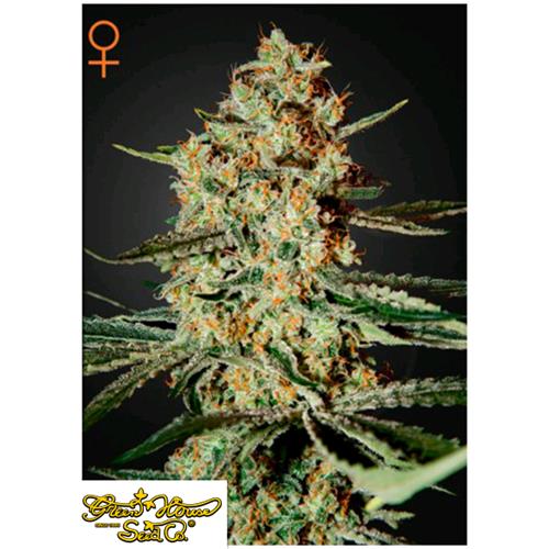 GREEN HOUSE HIMALAYAN GOLD 5 SEEDS