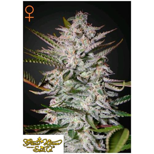 GREEN HOUSE - HOLY PUNCH - 3 SEEDS