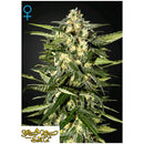 GREEN HOUSE JACK HERER AUTO 5 SEEDS
