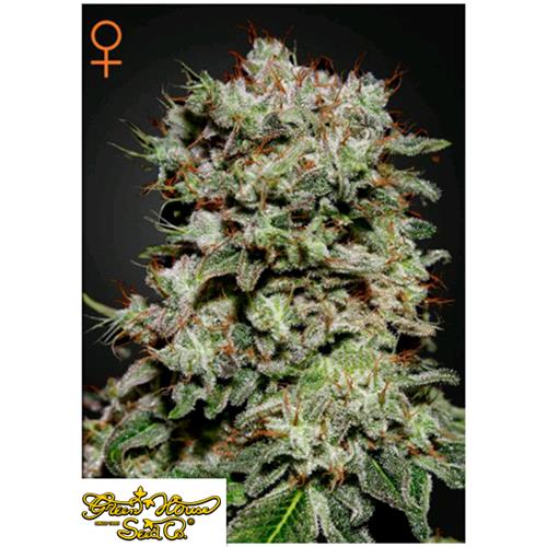 GREEN HOUSE KALASHNIKOVA  5 SEEDS