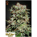 GREEN HOUSE KALASHNIKOVA  3 SEEDS