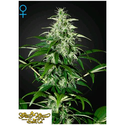 GREEN HOUSE KALASHNIKOVA AUTO  3 SEEDS