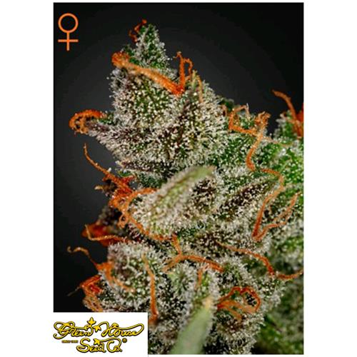 GREEN HOUSE KING'S KUSH 5 SEEDS