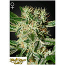 GREEN HOUSE LADYBURN 1974 3 SEEDS