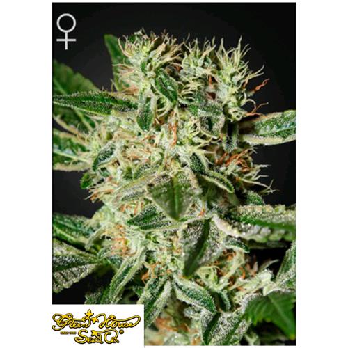 GREEN HOUSE LADYBURN 1974 10 SEEDS