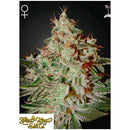 GREEN HOUSE - LEMON SKUNK - 1 SEED