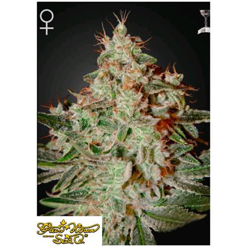 GREEN HOUSE LEMON SKUNK 3 SEEDS