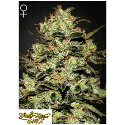 GREEN HOUSE MOBY DICK 3 SEEDS