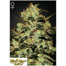 GREEN HOUSE MOBY DICK 5 SEEDS