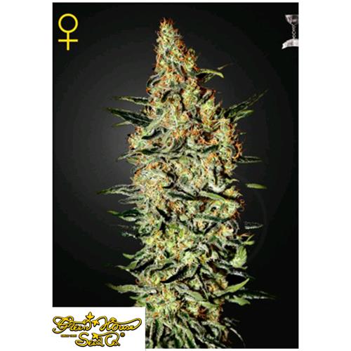 GREEN HOUSE NEVILLE'S HAZE 5 SEEDS