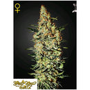 GREEN HOUSE NEVILLE'S HAZE 5 SEEDS