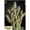 GREEN HOUSE NL5 HAZE MIST 3 SEEDS